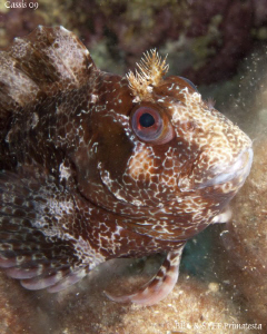Blenny. Calanques de Cassis. Canon G10 & Inon D2000. by Bea & Stef Primatesta 